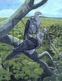 Alectroenas rodericana